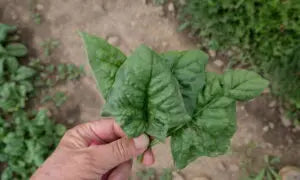 Bloomsdale Spinach Seed-1/2 Ounce Packet