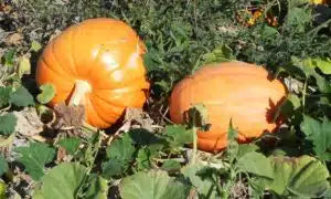 Big Max Pumpkin Seed-Ounce