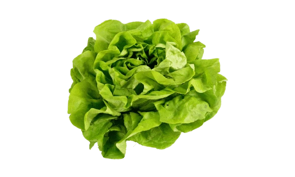 Buttercrunch Lettuce Seed- Ounce