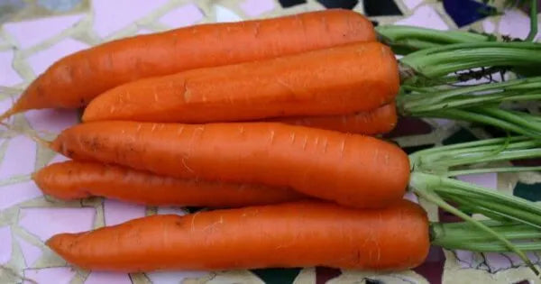 Danvers 126 Carrot
