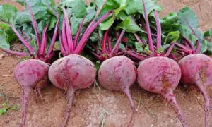Detroit Dark Red Beet Seed- 1/2 OZ Package