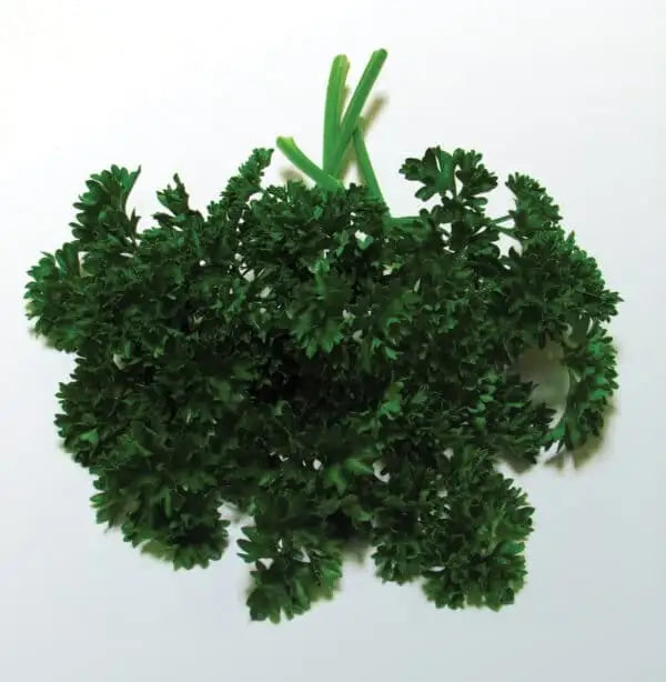 Green Forest Parsley Seed