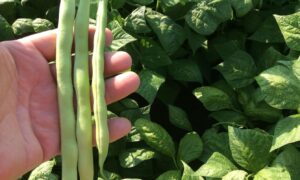 Kentucky Wonder 125 Bean Seed-1 lb package