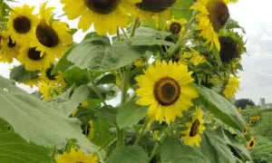 Sunflower- Lemon Queen - ounce