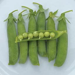 Thomas Laxton Pea Seed- 1/2 Pound Packet