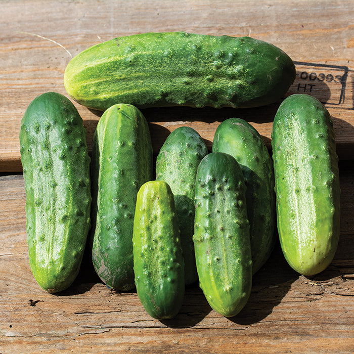 National Pickling Cucumber Seed- Ounce