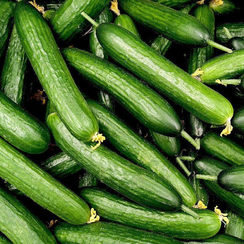 Burpless Cucumber Seed- Ounce