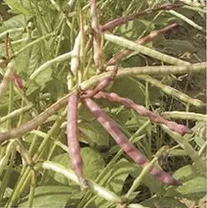 Brown Crowder Cow Pea Seed