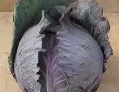 Red Acre Cabbage Seed- Ounce