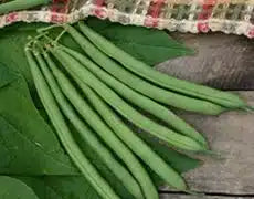 Blue Lake 274 Bean Seed- 1 Pound Packet