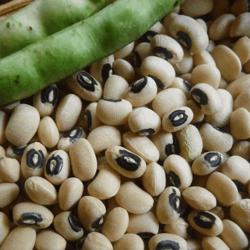 California Blackeye Pea Seed