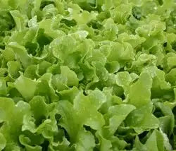 Salad Bowl Lettuce Seed- Ounce