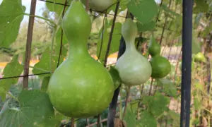 Birdhouse Bottle Gourd Seed- ounce