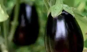 Black Beauty Eggplant Seed -1/4 Ounce Packet