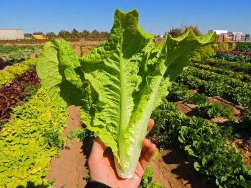 Black Seeded Simpson Lettuce Seed- Ounce