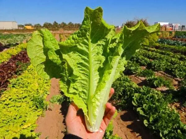 Black Seeded Simpson Lettuce Seed- Ounce