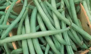 Blue Lake 156 Bean Seed