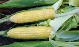 Bodacious Sweet Corn- 1 pound packet