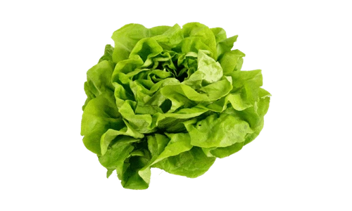 Buttercrunch Lettuce Seed- Ounce