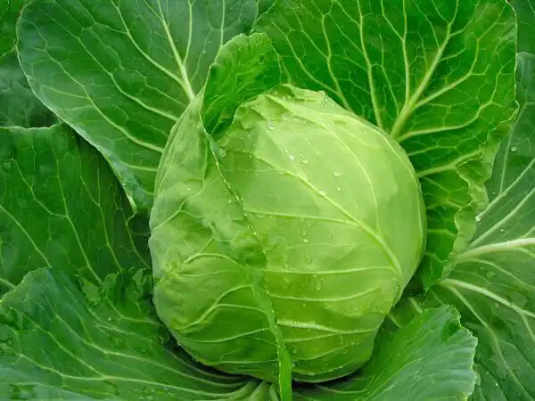 Early Jersey Wakefield Cabbage - 1/2 ounce Packet