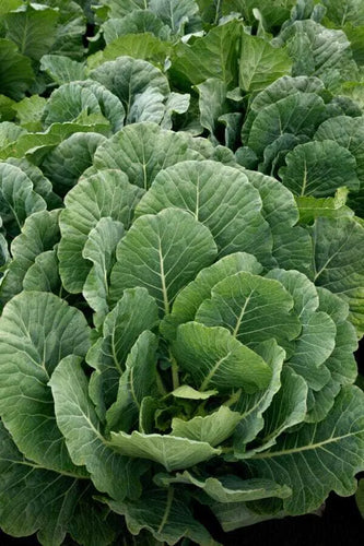 Top Bunch Collards Seed