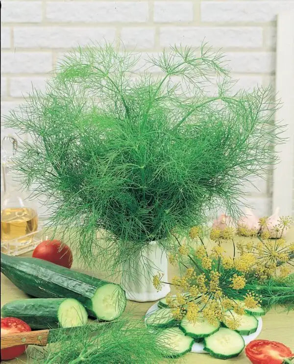 Dill Bouquet Seed