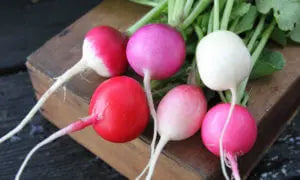 Easter Egg Radish Seed- Ounce