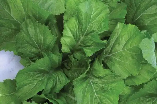 Florida Broadleaf Mustard Seed-Ounce
