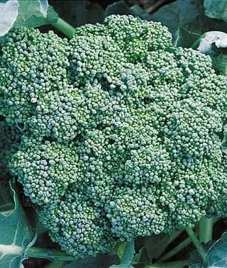 Green Sprouting Calabrese Broccoli - Per OZ