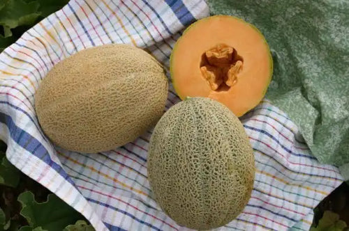 Hales Best Jumbo Melon Seed - 1/2 Ounce Packet