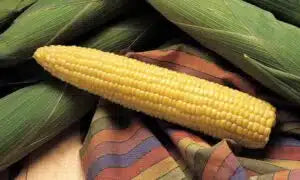 Honey Select Corn Seed- 1,000 Seed Count