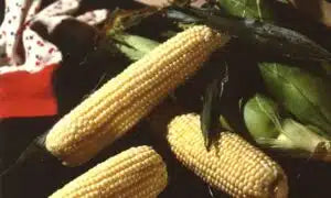 Illiini Xtra Sweet Corn Seed- Ounce