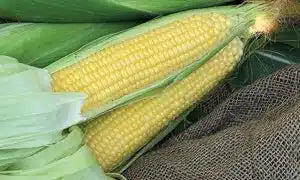 Incredible Sweet Corn Seed- Ounce