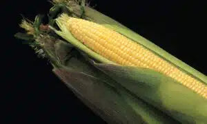 Kandy Korn Seed -Ounce