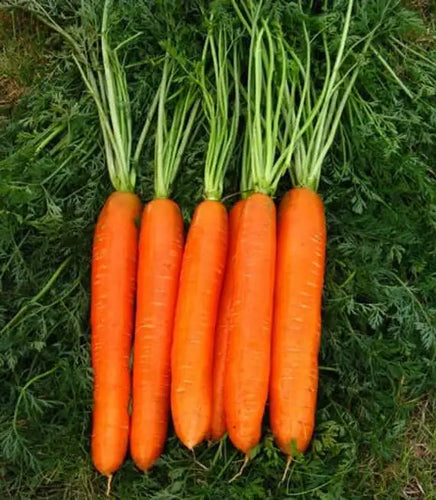 Little Finger Carrot Seed