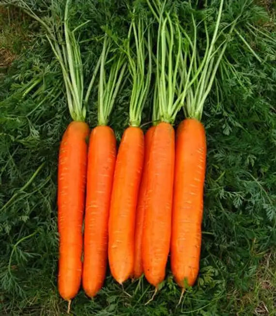 Little Finger Carrot Seed