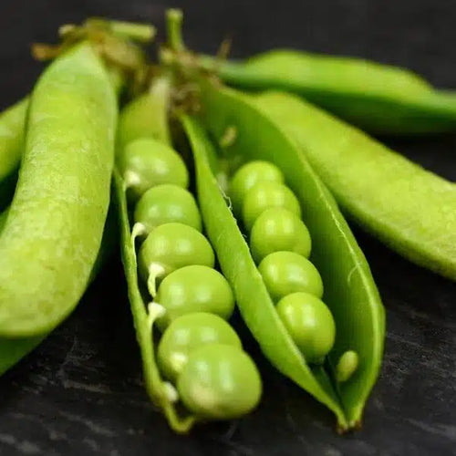 Little Marvel Pea Seed -ounce
