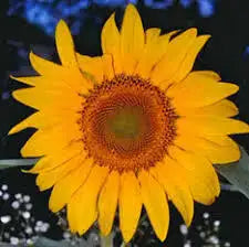Large Greystripe Sunflower Seeds-Ounce