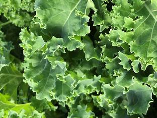 Spring Kale Seed- 1/2 Ounce Packet