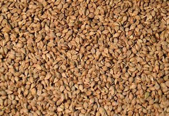 Brown Top Millet
