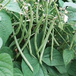 Top Crop Bean Seed - Per OZ