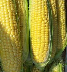 Golden Queen Corn Seed - 1,000 seed