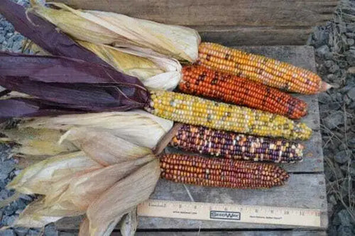 Indian Corn Seed- Ounce