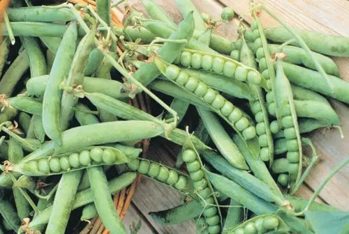 Green Arrow Pea Seed-Ounce