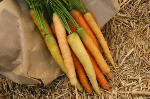 Rainbow Blend Carrot Seed