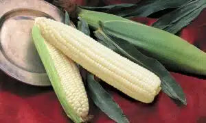 Silver Queen Corn Seed- Ounce