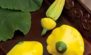 Patty Pan Squash Seed-1/2 oz packet