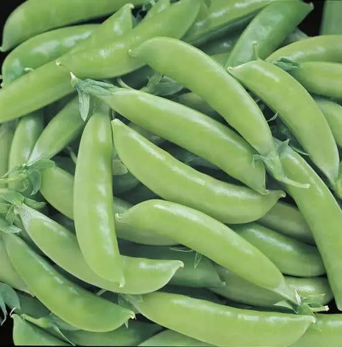 Sugar Snap Pea Seed- Ounce