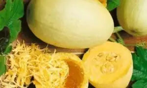 Spaghetti Squash Seed -Ounce