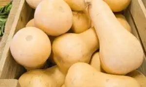 Butternut Waltham Squash Seed- Ounce